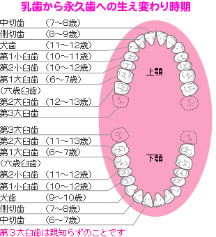 乳歯から永久歯への生え変わり時期