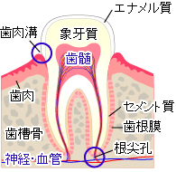 歯の構造